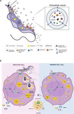 Impact of the Extracellular Vesicles Derived From Trypanosoma cruzi: A Paradox in Host Response and Lipid Metabolism Modulation